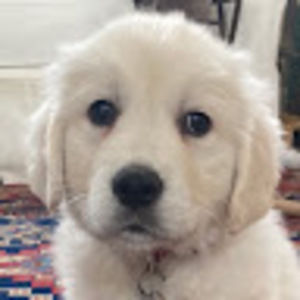 Meet your Posher, Ryann